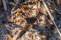Song Sparrow looking for food at wetland bush