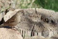 Song Sparrow Looks Curious Royalty Free Stock Photo