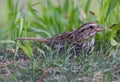 Song Sparrow Royalty Free Stock Photo