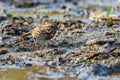 A song sparrow, Melospiza melodia, foraging at a wetland in Culver, Indiana