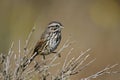 Song Sparrow (Melospiza melodia gouldii)