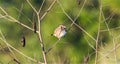 song sparrow - Melospiza melodia - is a medium-sized New World sparrow and most common species in North America Royalty Free Stock Photo