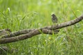 Song Sparrow siting on a limb.