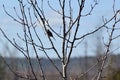 Song Sparrow (Melospiza melodia) perched in bare tree along hiking trail at Bear Creek Royalty Free Stock Photo