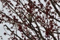 Song Sparrow (Melospiza melodia) perched in tree with fresh leaves Royalty Free Stock Photo