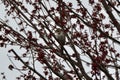 Song Sparrow (Melospiza melodia) perched in tree with fresh leaves Royalty Free Stock Photo