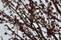 Song Sparrow (Melospiza melodia) perched in tree with fresh leaves Royalty Free Stock Photo