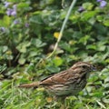 Song sparrow Melospiza melodia with streaked chest in patch of creeping Charlie weeds Royalty Free Stock Photo