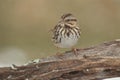 Song Sparrow Melospiza melodia in winter Royalty Free Stock Photo