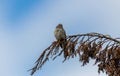Song sparrow perched in tree