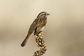 Song sparrow perched on a plant