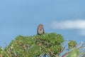 Song Sparrow Singing on a Coastal Bush