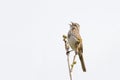 Song Sparrow singing