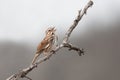 Song Sparrow Sings a Song