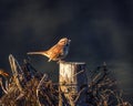 Song Sparrow