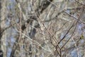 Song Sparrow Taking Flight