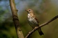 Song Thrush