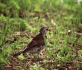 Song Thrush Royalty Free Stock Photo