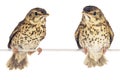 Song thrush Royalty Free Stock Photo