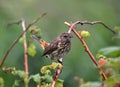 Song Thrush Royalty Free Stock Photo