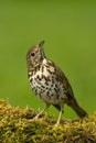 Song thrush Royalty Free Stock Photo