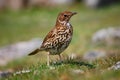 Song Thrush Royalty Free Stock Photo