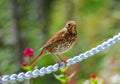 Song Thrush Royalty Free Stock Photo