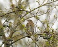 Song Thrush