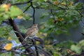 Song Thrush in autumn forest early in the morning