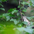 Song Thrush among berries