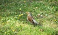 Song-thrush bird