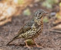 Song thrush bird on the ground Royalty Free Stock Photo