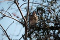 Song thrush bird in natural environment, bird on a tree resting, bird in the wild singing Royalty Free Stock Photo