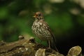 Song thrush bird (Turdus philomelos) Royalty Free Stock Photo