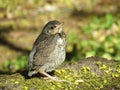 Song-thrush bird Royalty Free Stock Photo
