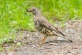 The song thrush, a brown balack spotted bird