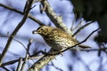 Song Thrush Eating a berry on a branch Royalty Free Stock Photo