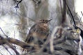 Song thrush on the branch