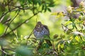 Song thrush on a branch at spring Royalty Free Stock Photo