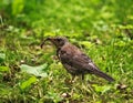 Song Thrush Catch Earthworm Royalty Free Stock Photo