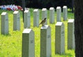 Song thrush on the cemetery Royalty Free Stock Photo