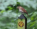 Song thrush eating worm while perching on footpath sign Royalty Free Stock Photo