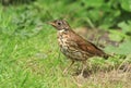 A song thrush in english garden