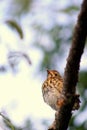 Song Thrush Fledgling Royalty Free Stock Photo