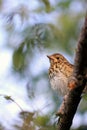 Song Thrush Fledgling Royalty Free Stock Photo