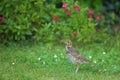 Song thrush in garden