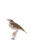 Song thrush isolated on a white Royalty Free Stock Photo