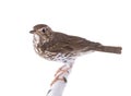 Song thrush isolated on a white Royalty Free Stock Photo