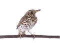 Song thrush isolated on a white Royalty Free Stock Photo