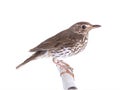Song thrush isolated on a white Royalty Free Stock Photo